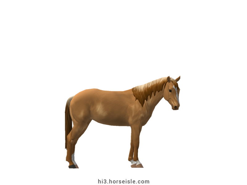Large Belgian Riding Pony Flaxen Red Dun Coat
